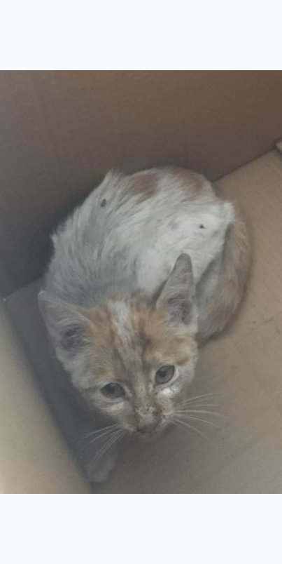 Logo Gatos de la calle